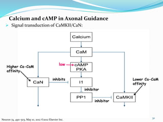 Calcium and cAMP in Axonal Guidance
30
Neuron 74, 490–503, May 10, 2012 ©2012 Elsevier Inc.
 Signal transduction of CaMKII/CaN:
Higher Ca-CaM
affinity
inhibits
inhibitor
inhibitor
Lower Ca-CaM
affinity
low
 