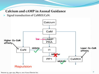 Calcium and cAMP in Axonal Guidance
31
Neuron 74, 490–503, May 10, 2012 ©2012 Elsevier Inc.
 Signal transduction of CaMKII/CaN:
Higher Ca-CaM
affinity
inhibits
inhibitor
inhibitor
Lower Ca-CaM
affinity
low
x
 