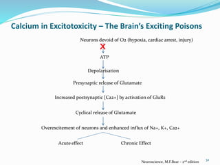 Calcium in Excitotoxicity – The Brain’s Exciting Poisons
Neurons devoid of O2 (hypoxia, cardiac arrest, injury)
ATP
Depolarisation
Presynaptic release of Glutamate
Increased postsynaptic [Ca2+] by activation of GluRs
Cyclical release of Glutamate
Overexcitement of neurons and enhanced influx of Na+, K+, Ca2+
Acute effect Chronic Effect
32
Neuroscience, M.F.Bear – 2nd edition
X
 
