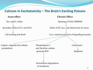 Calcium in Excitotoxicity – The Brain’s Exciting Poisons
Acute effect Chronic Effect
Na+ and K+ influx Opening of VGCC/NMDAR
Secondary influx of Cl- and H2O Influx of EC Ca2+ and release from IC stores
Cell swelling and death Ca2+ induced activation of degrading enzymes
Calpain 1 degrades the cellular Phospholipase-C Calcineurin
cytoskeleton and Xanthine oxidase
generate ROS Apoptosis
Perioxidative degradation
of membrane
34
 