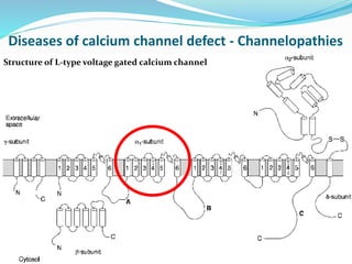 Diseases of calcium channel defect - Channelopathies
35
Structure of L-type voltage gated calcium channel
 