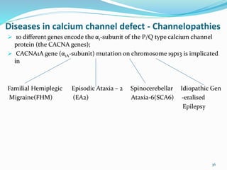 Diseases in calcium channel defect - Channelopathies
 10 different genes encode the α1-subunit of the P/Q type calcium channel
protein (the CACNA genes);
 CACNA1A gene (α1A-subunit) mutation on chromosome 19p13 is implicated
in
Familial Hemiplegic Episodic Ataxia – 2 Spinocerebellar Idiopathic Gen
Migraine(FHM) (EA2) Ataxia-6(SCA6) -eralised
Epilepsy
36
 