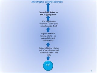 45
Amyotrophic Lateral Sclerosis
Spinal MN show relative
lack of parvalbumin and
Calbindin D28k – lost
early
Express AMPA-R
lacking GluR2 – Ca
permeability and
excitotoxicity
ETC impairment
(complex I and IV) and
mitochondrial death
Ca overload linked to
SOD1 aggregation
 