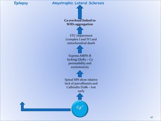 46
Epilepsy Amyotrophic Lateral Sclerosis
Spinal MN show relative
lack of parvalbumin and
Calbindin D28k – lost
early
Express AMPA-R
lacking GluR2 – Ca
permeability and
excitotoxicity
ETC impairment
(complex I and IV) and
mitochondrial death
Ca overload linked to
SOD1 aggregation
 