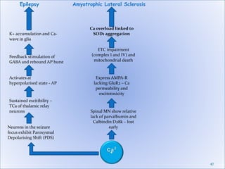 47
Epilepsy
Neurons in the seizure
focus exhibit Paroxysmal
Depolarising Shift (PDS)
Sustained excitibility –
TCa of thalamic relay
neurons
K+ accumulation and Ca-
wave in glia
Feedback stimulation of
GABA and rebound AP burst
Activates at
hyperpolarised state - AP
Amyotrophic Lateral Sclerosis
Spinal MN show relative
lack of parvalbumin and
Calbindin D28k – lost
early
Express AMPA-R
lacking GluR2 – Ca
permeability and
excitotoxicity
ETC impairment
(complex I and IV) and
mitochondrial death
Ca overload linked to
SOD1 aggregation
 