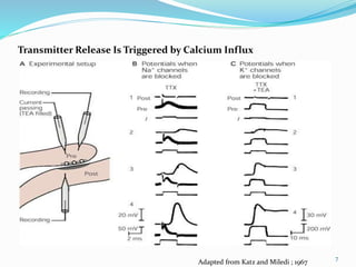 Transmitter Release Is Triggered by Calcium Influx
Adapted from Katz and Miledi ; 1967
7
 