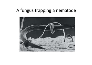 A fungus trapping a nematode
 