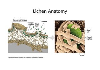 Lichen Anatomy
 