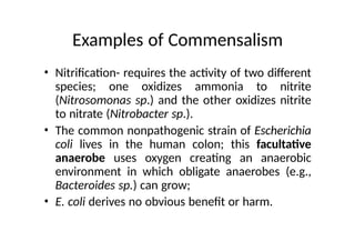 Examples of Commensalism
• Nitrification- requires the activity of two different
species; one oxidizes ammonia to nitrite
(Nitrosomonas sp.) and the other oxidizes nitrite
to nitrate (Nitrobacter sp.).
• The common nonpathogenic strain of Escherichia
coli lives in the human colon; this facultative
anaerobe uses oxygen creating an anaerobic
environment in which obligate anaerobes (e.g.,
Bacteroides sp.) can grow;
• E. coli derives no obvious benefit or harm.
 