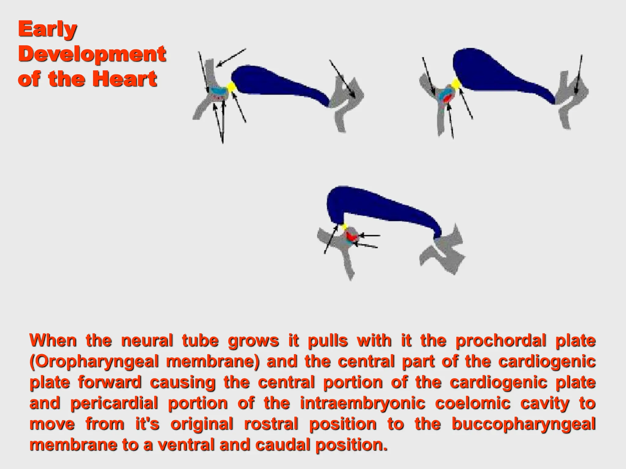 When the neural tube grows it pulls with it the prochordal plate
(Oropharyngeal membrane) and the central part of the cardiogenic
plate forward causing the central portion of the cardiogenic plate
and pericardial portion of the intraembryonic coelomic cavity to
move from it's original rostral position to the buccopharyngeal
membrane to a ventral and caudal position.
Early
Development
of the Heart
 