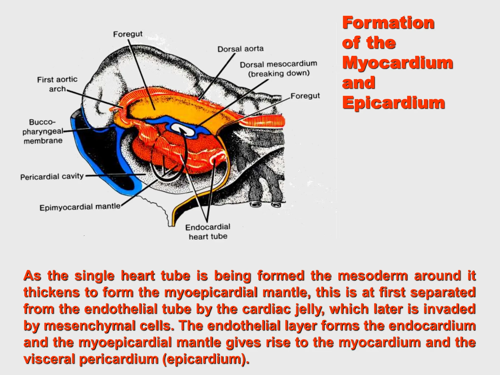 As the single heart tube is being formed the mesoderm around it
thickens to form the myoepicardial mantle, this is at first separated
from the endothelial tube by the cardiac jelly, which later is invaded
by mesenchymal cells. The endothelial layer forms the endocardium
and the myoepicardial mantle gives rise to the myocardium and the
visceral pericardium (epicardium).
Formation
of the
Myocardium
and
Epicardium
 