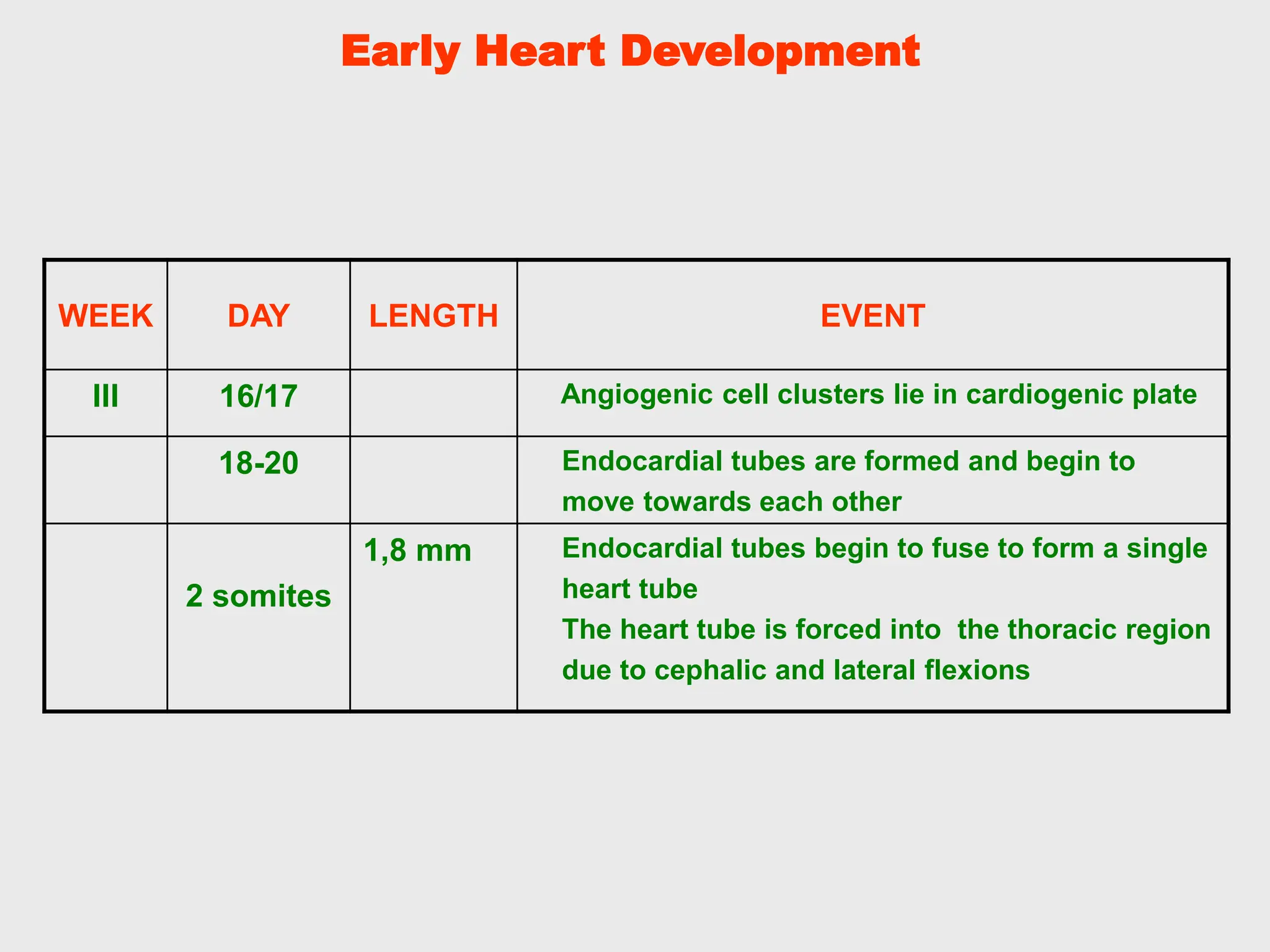 Early Heart Development
WEEK DAY LENGTH EVENT
III 16/17 Angiogenic cell clusters lie in cardiogenic plate
18-20 Endocardial tubes are formed and begin to
move towards each other
2 somites
1,8 mm Endocardial tubes begin to fuse to form a single
heart tube
The heart tube is forced into the thoracic region
due to cephalic and lateral flexions
 