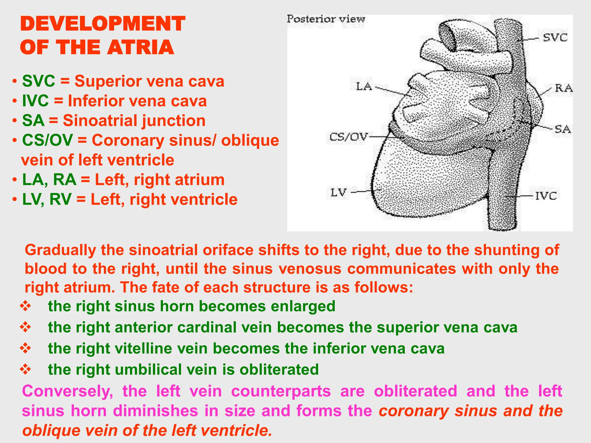 Conversely, the left vein counterparts are obliterated and the left
sinus horn diminishes in size and forms the coronary sinus and the
oblique vein of the left ventricle.
• SVC = Superior vena cava
• IVC = Inferior vena cava
• SA = Sinoatrial junction
• CS/OV = Coronary sinus/ oblique
vein of left ventricle
• LA, RA = Left, right atrium
• LV, RV = Left, right ventricle
DEVELOPMENT
OF THE ATRIA
Gradually the sinoatrial oriface shifts to the right, due to the shunting of
blood to the right, until the sinus venosus communicates with only the
right atrium. The fate of each structure is as follows:
 the right sinus horn becomes enlarged
 the right anterior cardinal vein becomes the superior vena cava
 the right vitelline vein becomes the inferior vena cava
 the right umbilical vein is obliterated
 