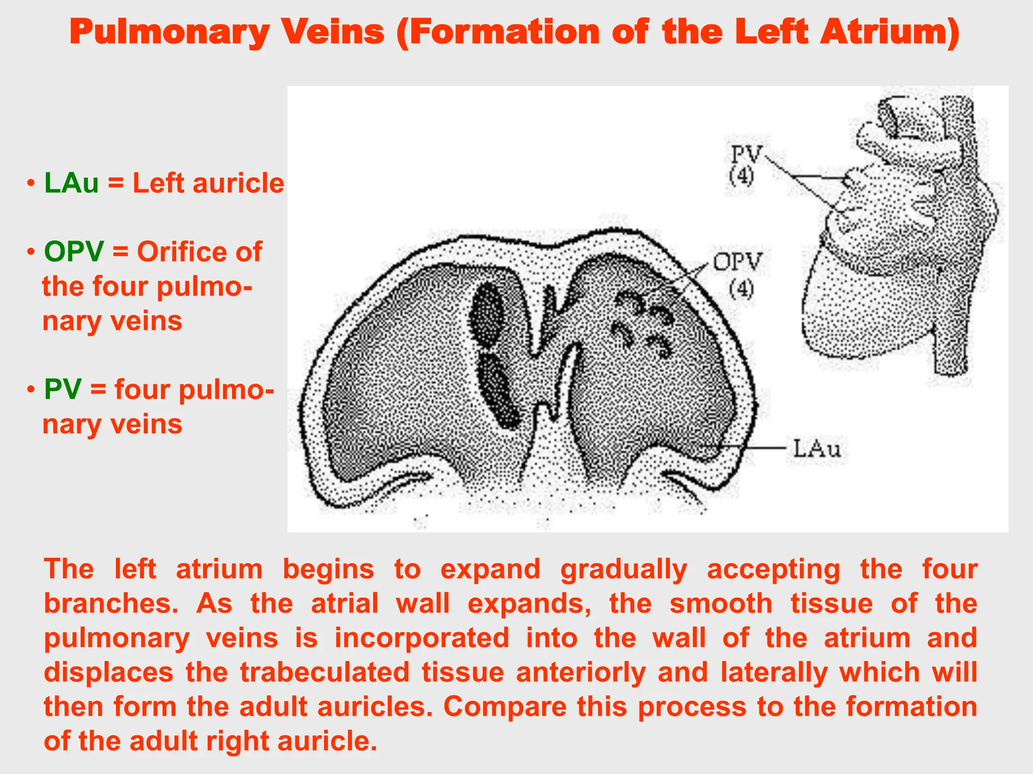 The left atrium begins to expand gradually accepting the four
branches. As the atrial wall expands, the smooth tissue of the
pulmonary veins is incorporated into the wall of the atrium and
displaces the trabeculated tissue anteriorly and laterally which will
then form the adult auricles. Compare this process to the formation
of the adult right auricle.
• LAu = Left auricle
• OPV = Orifice of
the four pulmo-
nary veins
• PV = four pulmo-
nary veins
Pulmonary Veins (Formation of the Left Atrium)
 