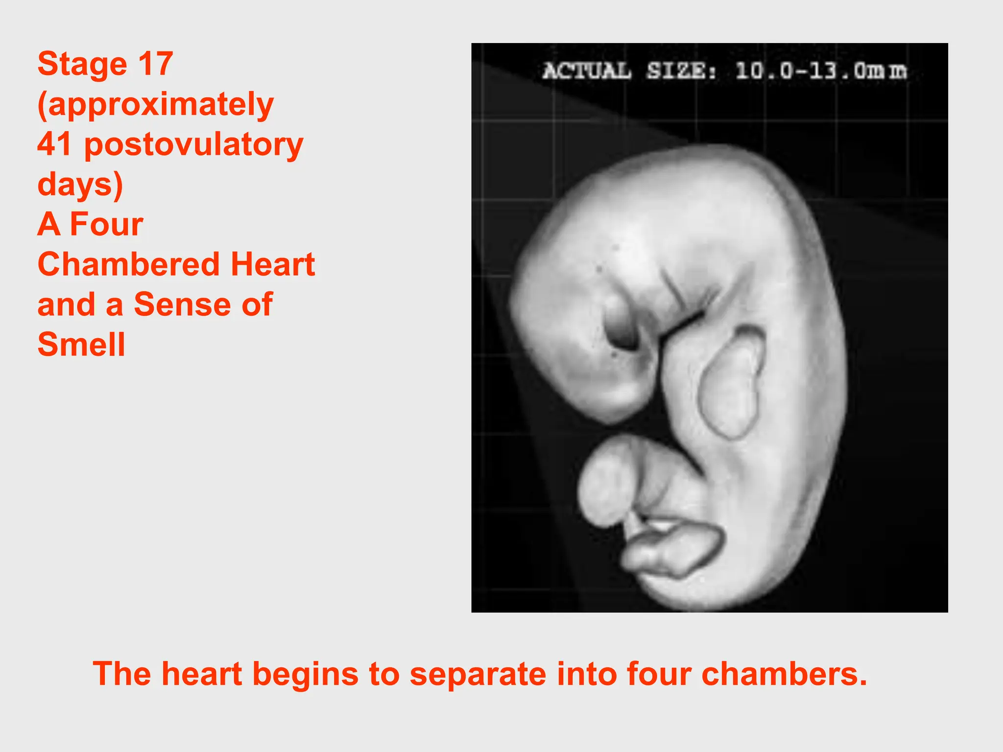 Stage 17
(approximately
41 postovulatory
days)
A Four
Chambered Heart
and a Sense of
Smell
The heart begins to separate into four chambers.
 