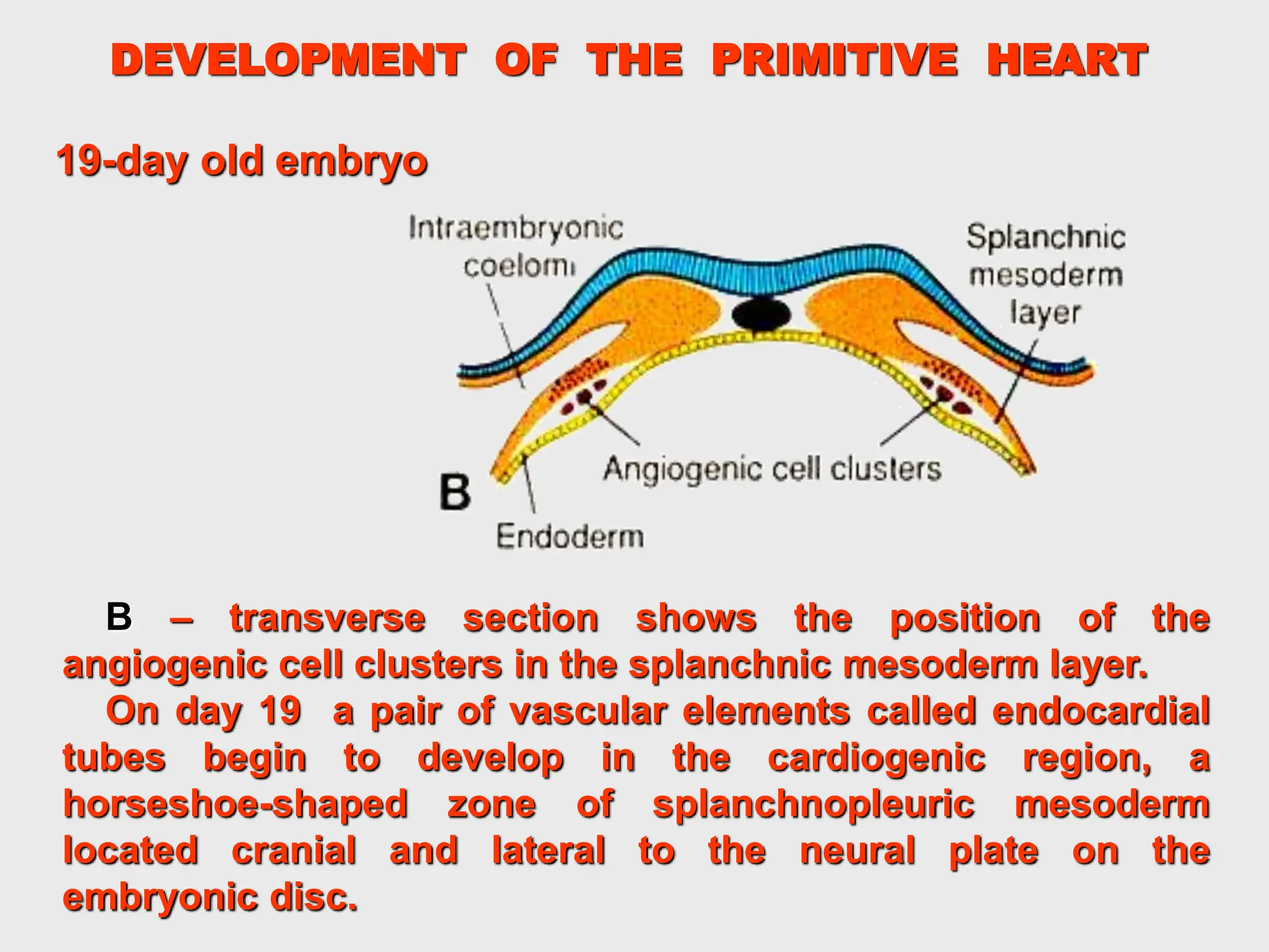 19-day old embryo
DEVELOPMENT OF THE PRIMITIVE HEART
B – transverse section shows the position of the
angiogenic cell clusters in the splanchnic mesoderm layer.
On day 19 a pair of vasсular elements called endocardial
tubes begin to develop in the cardiogenic region, a
horseshoe-shaped zone of splanchnopleuric mesoderm
located cranial and lateral to the neural plate on the
embryonic disc.
 