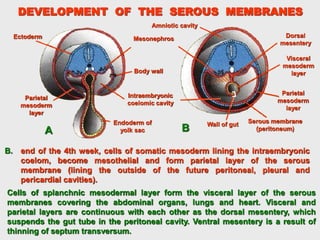 Mesodermal Heart Development of Heart 83453453456939987.ppt
