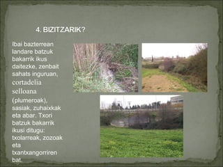 Ibai bazterrean landare batzuk bakarrik ikus daitezke, zenbait sahats inguruan,  cortadelia selloana ( plumeroak), sasiak, zuhaixkak eta abar. Txori batzuk bakarrik ikusi ditugu: txolarreak, zozoak eta txantxangorriren bat. 