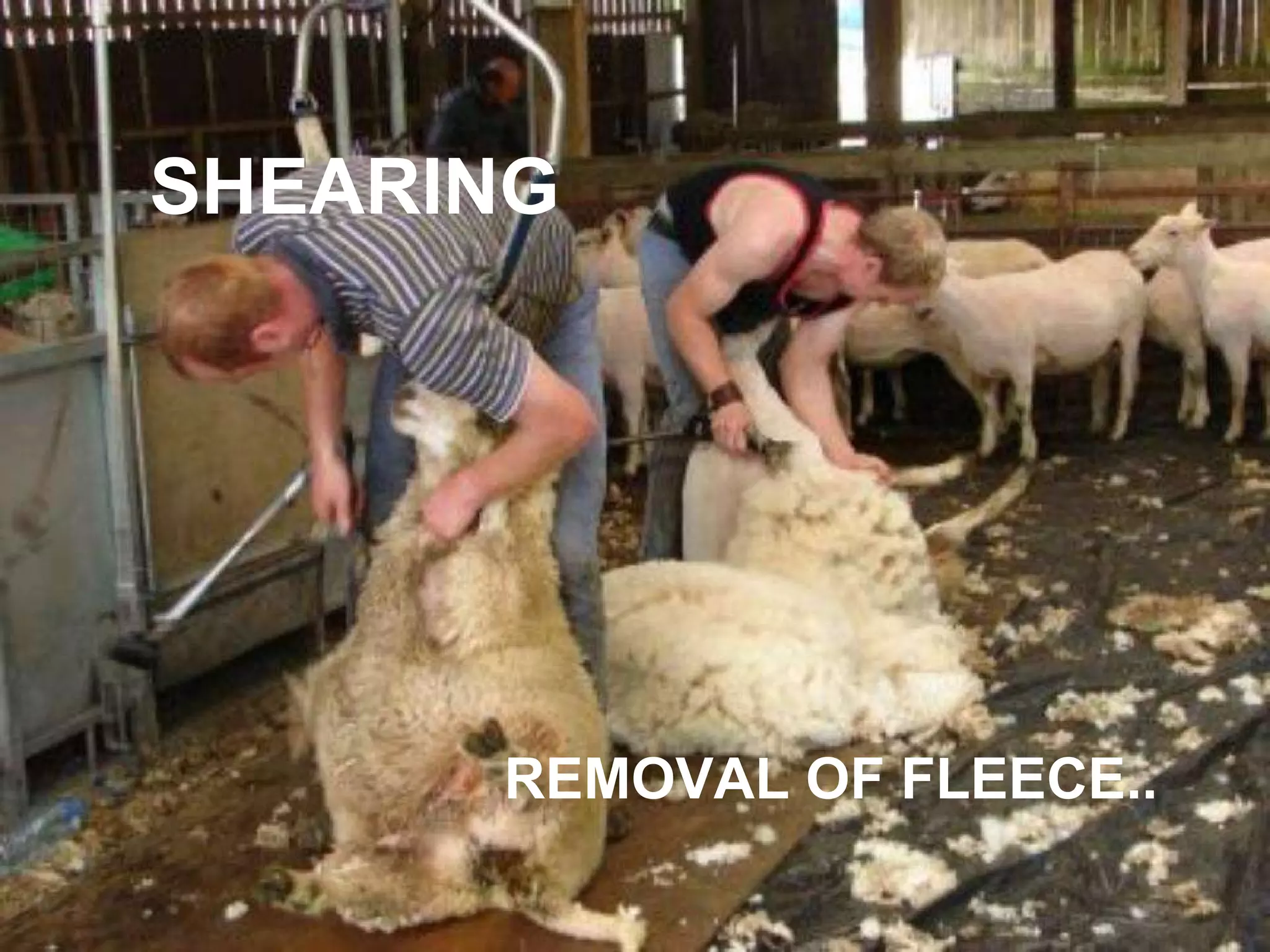 SHEARING REMOVAL OF FLEECE.. 
