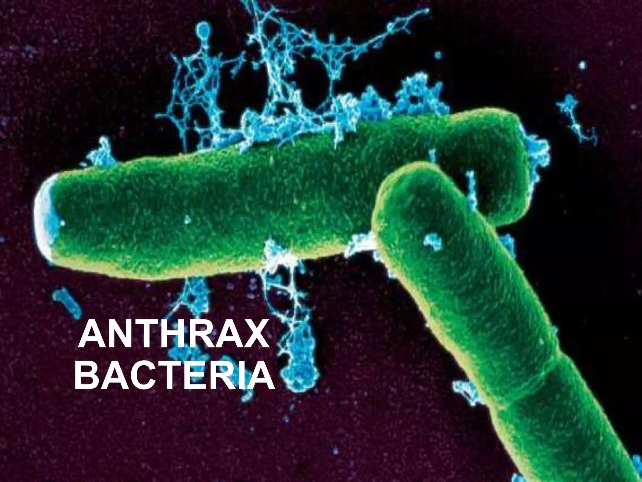ANTHRAX BACTERIA 