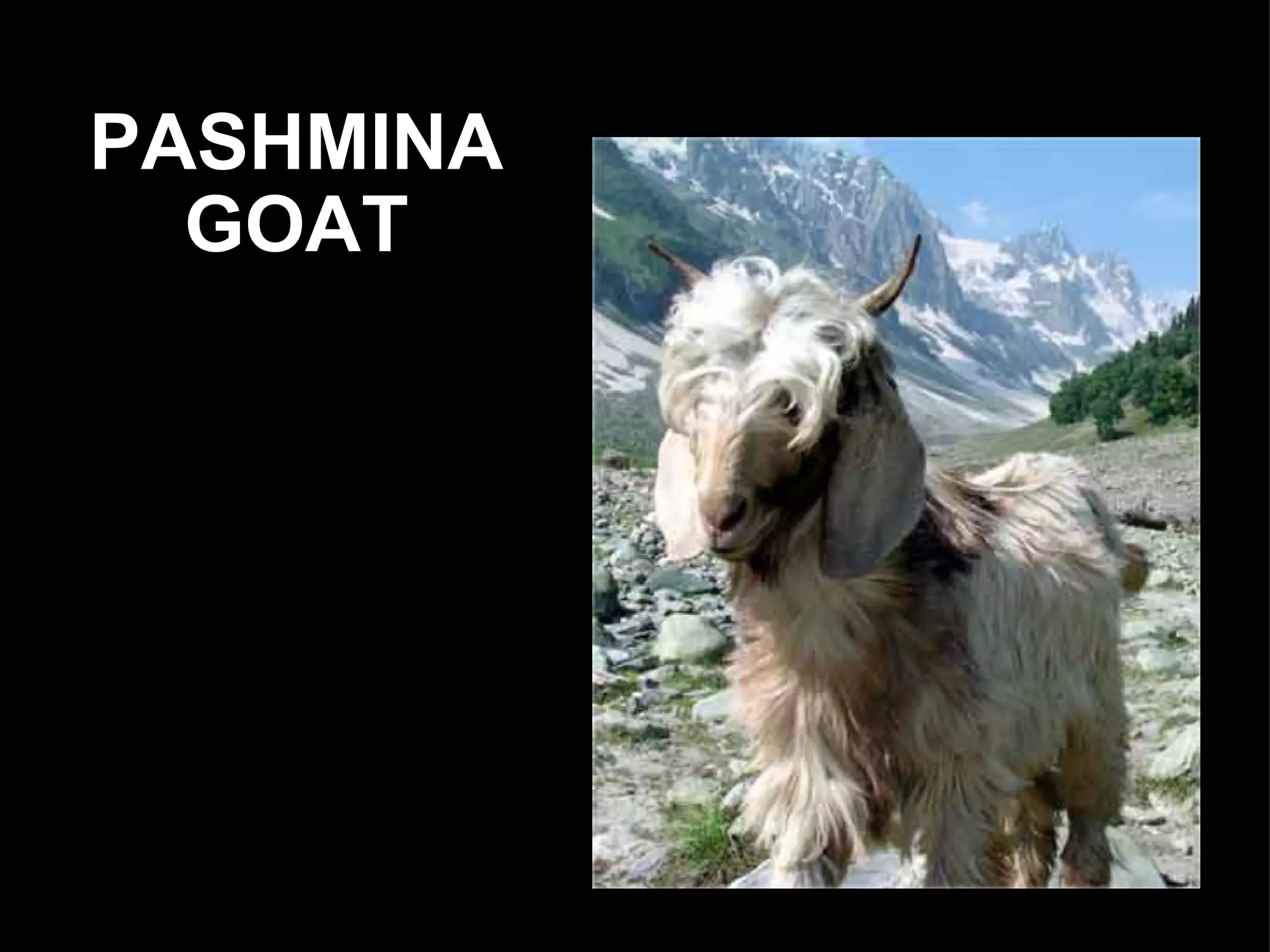 PASHMINA GOAT 
