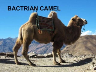 BACTRIAN CAMEL