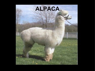 ALPACA