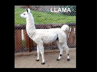 LLAMA
