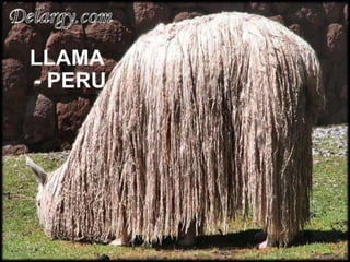 LLAMA - PERU