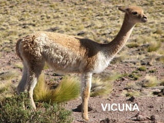 VICUNA