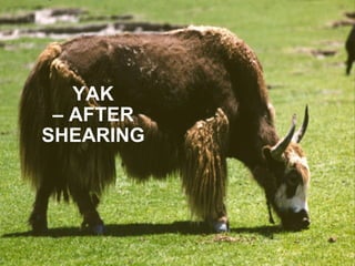 YAK – AFTER SHEARING