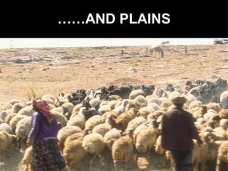 …… AND PLAINS