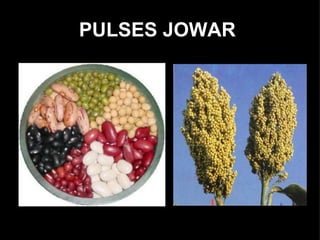 PULSES JOWAR