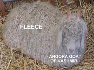 FLEECE - ANGORA GOAT OF KASHMIR