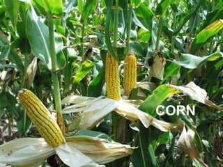 CORN