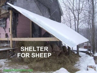 SHELTER FOR SHEEP