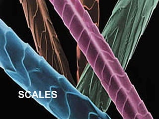 SCALES