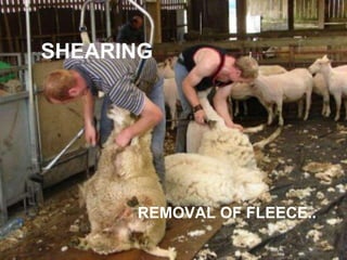 SHEARING REMOVAL OF FLEECE..