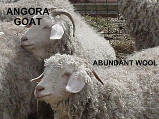 ANGORA GOAT ABUNDANT WOOL
