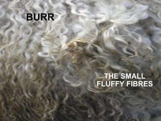 BURR THE SMALL FLUFFY FIBRES