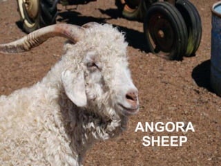 ANGORA SHEEP