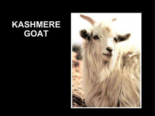 KASHMERE GOAT