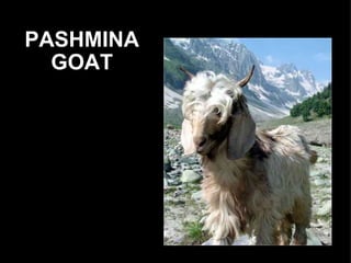 PASHMINA GOAT
