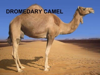DROMEDARY CAMEL