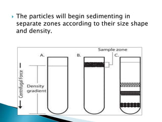  The particles will begin sedimenting in
separate zones according to their size shape
and density.
 