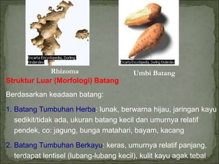 Rhizoma Umbi Batang
Struktur Luar (Morfologi) Batang
Berdasarkan keadaan batang:
1. Batang Tumbuhan Herba: lunak, berwarna hijau, jaringan kayu
sedikit/tidak ada, ukuran batang kecil dan umurnya relatif
pendek, co: jagung, bunga matahari, bayam, kacang
2. Batang Tumbuhan Berkayu: keras, umurnya relatif panjang,
terdapat lentisel (lubang-lubang kecil), kulit kayu agak tebal
 