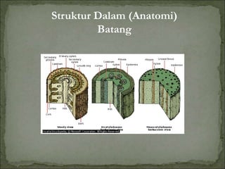 Struktur Dalam (Anatomi)
Batang
 