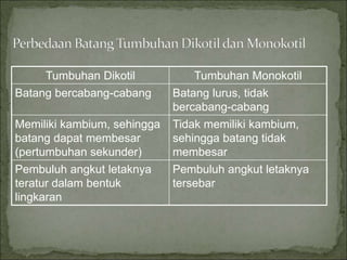 Tumbuhan Dikotil Tumbuhan Monokotil
Batang bercabang-cabang Batang lurus, tidak
bercabang-cabang
Memiliki kambium, sehingga
batang dapat membesar
(pertumbuhan sekunder)
Tidak memiliki kambium,
sehingga batang tidak
membesar
Pembuluh angkut letaknya
teratur dalam bentuk
lingkaran
Pembuluh angkut letaknya
tersebar
 