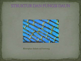 Kloroplas dalam sel bawang
 