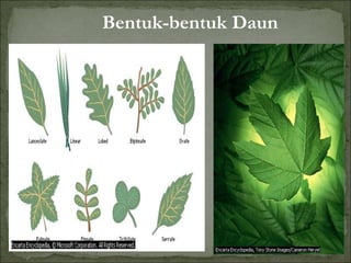 Bentuk-bentuk Daun
 